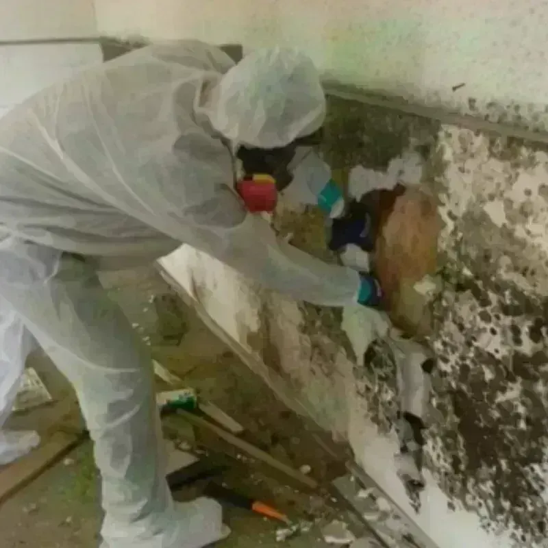 Mold Remediation and Removal in Cross Lanes, WV